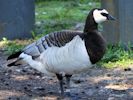 Barnacle Goose (WWT Slimbridge May 2012) - pic by Nigel Key